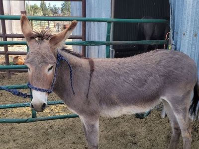 Donkey
