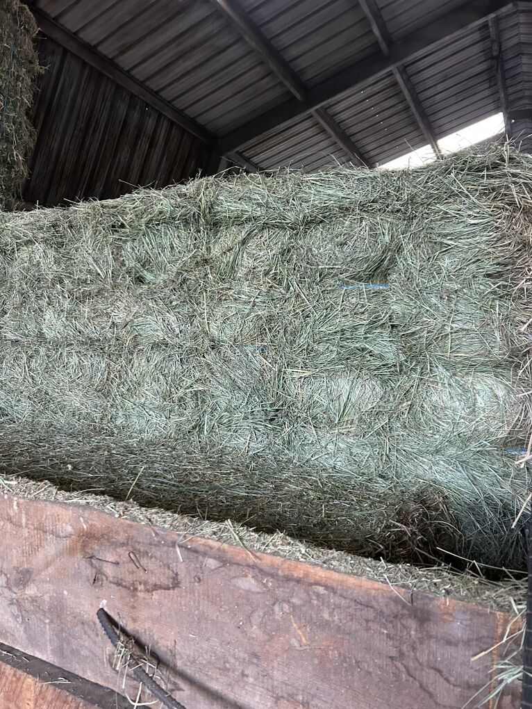 Grass Hay / Alfalfa Bales