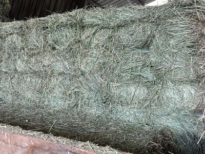 Grass Hay / Alfalfa Bales