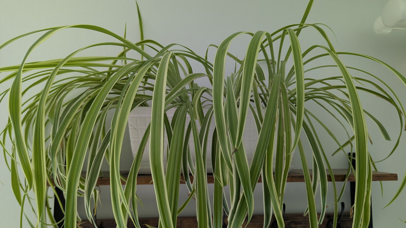 Spider Plant in 12" Rectangular Planter – $10