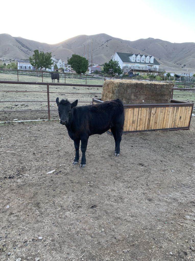 Black Angus Heifer Calf