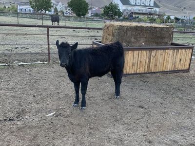 Black Angus Heifer Calf