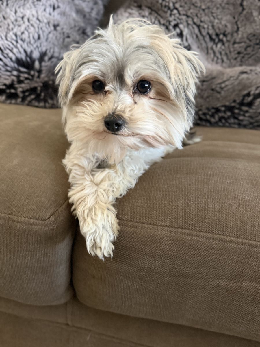 YORKIE STUD!!!