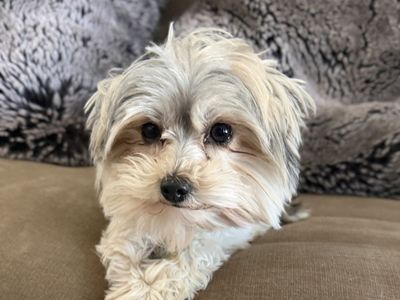 YORKIE STUD!!!