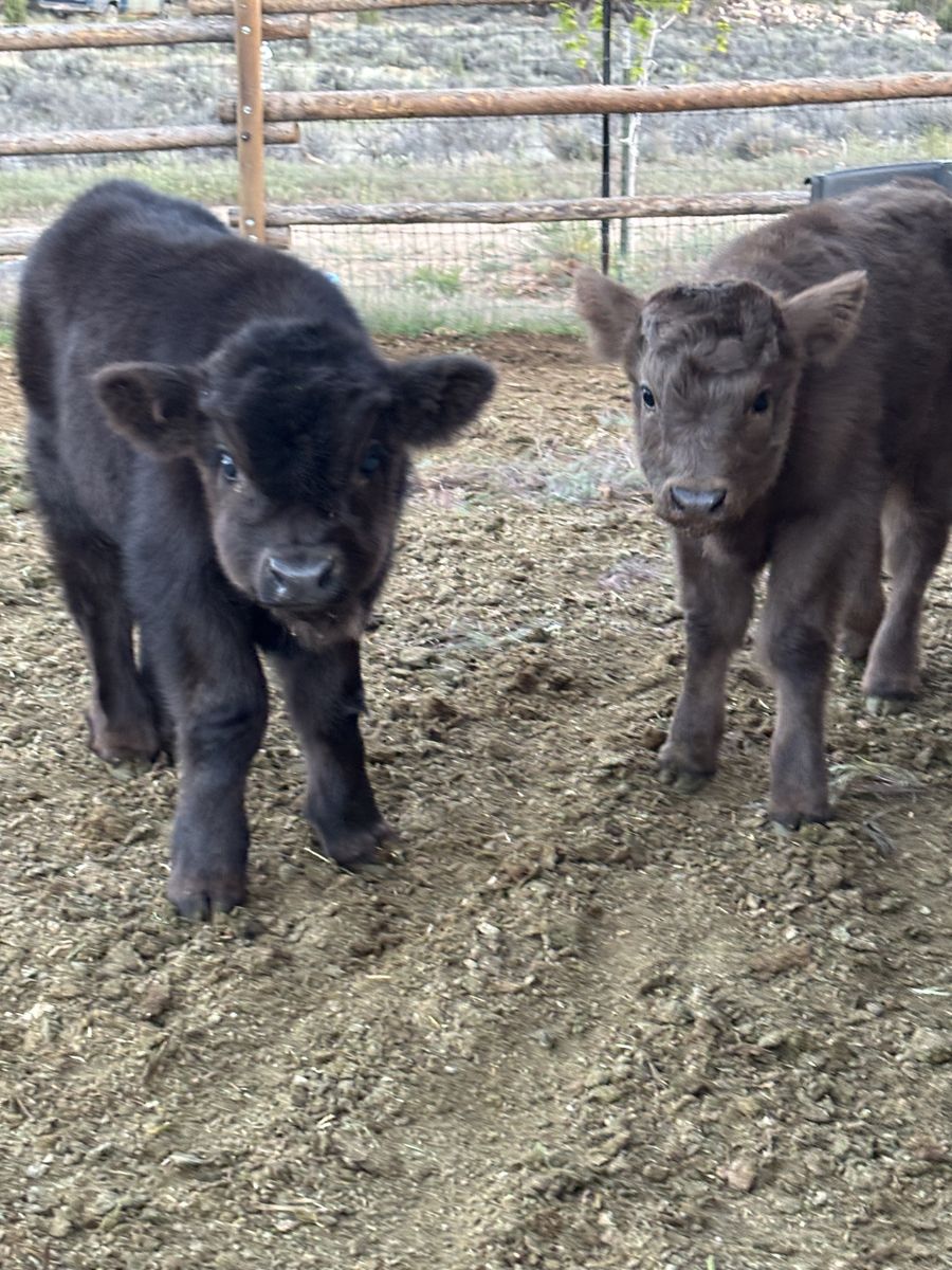 Highland Bull Calf - Chocolate Brown, 3 Months Old