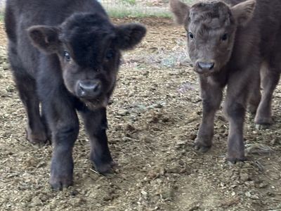 Highland Bull Calf - Chocolate Brown, 3 Months Old