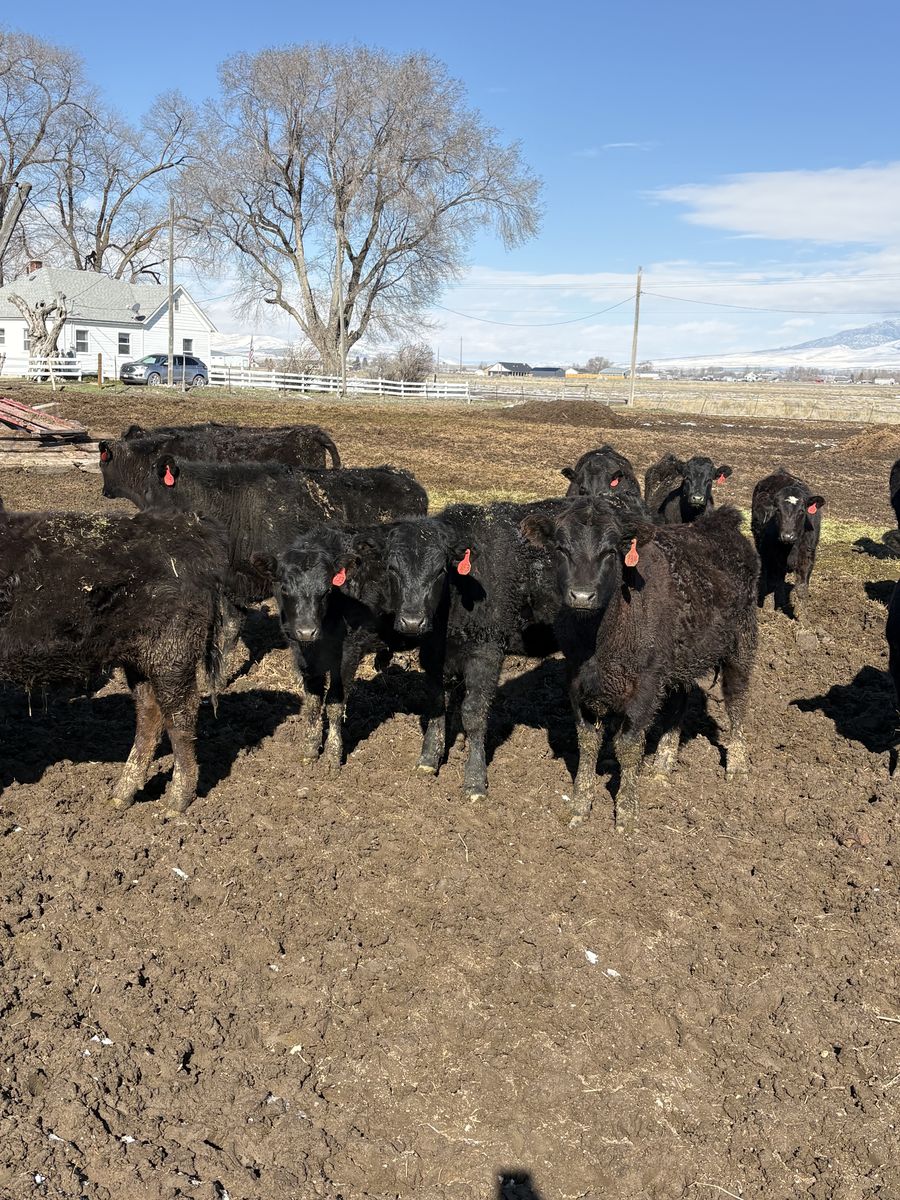 American Wagyu Calves