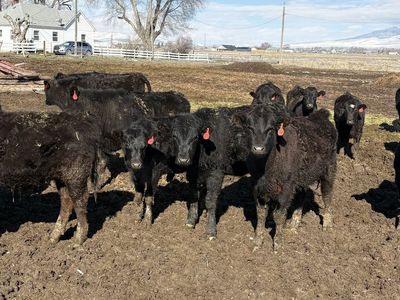 American Wagyu Calves