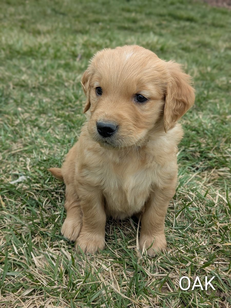 12 AKC Golden Retriever Easter Puppies- 4 left!