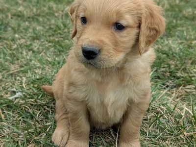 12 AKC Golden Retriever Easter Puppies- 4 left!