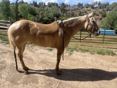 Head horse for sale
