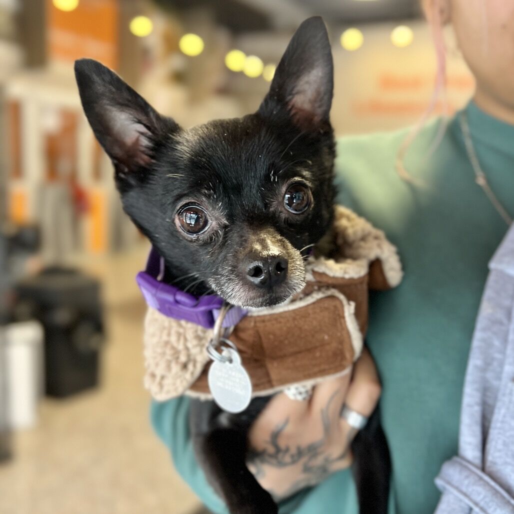 Hello my name is Tiny