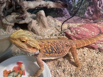 Amazing, friendly, beautiful Bearded Dragon. All supplies. Best offer accepted.