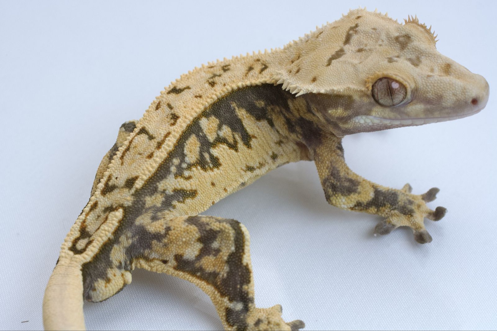 Juvenile Crested Gecko
