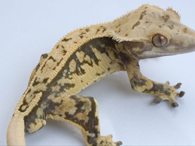 Juvenile Crested Gecko