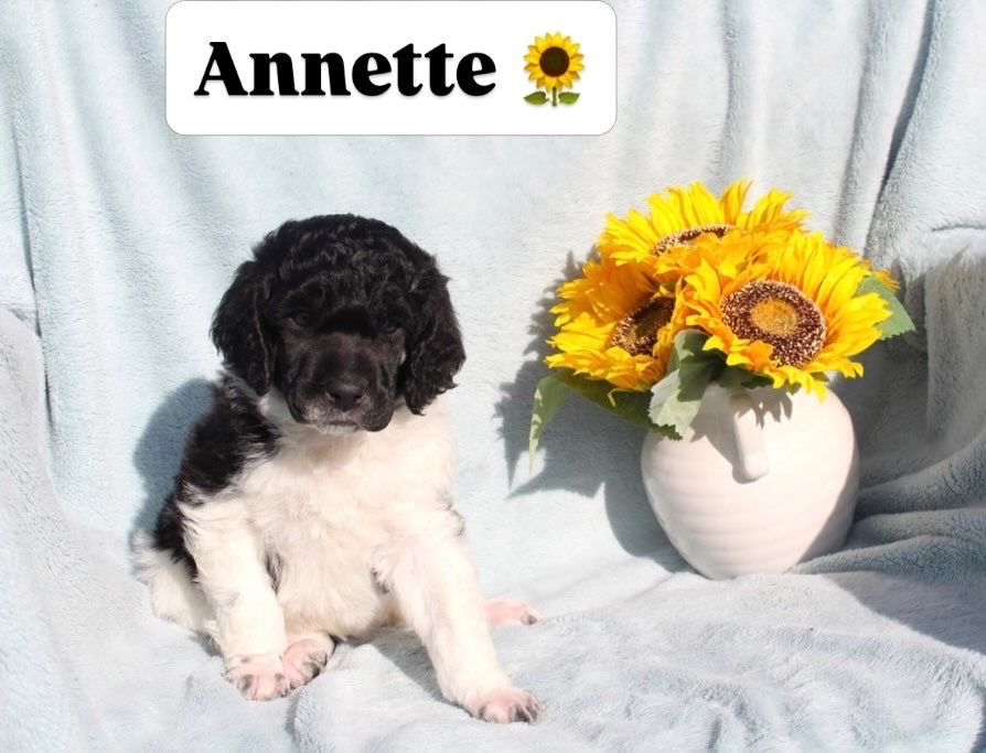 AKC Purebred Standard Parti Poodle Puppies