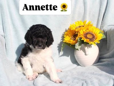 AKC Purebred Standard Parti Poodle Puppies