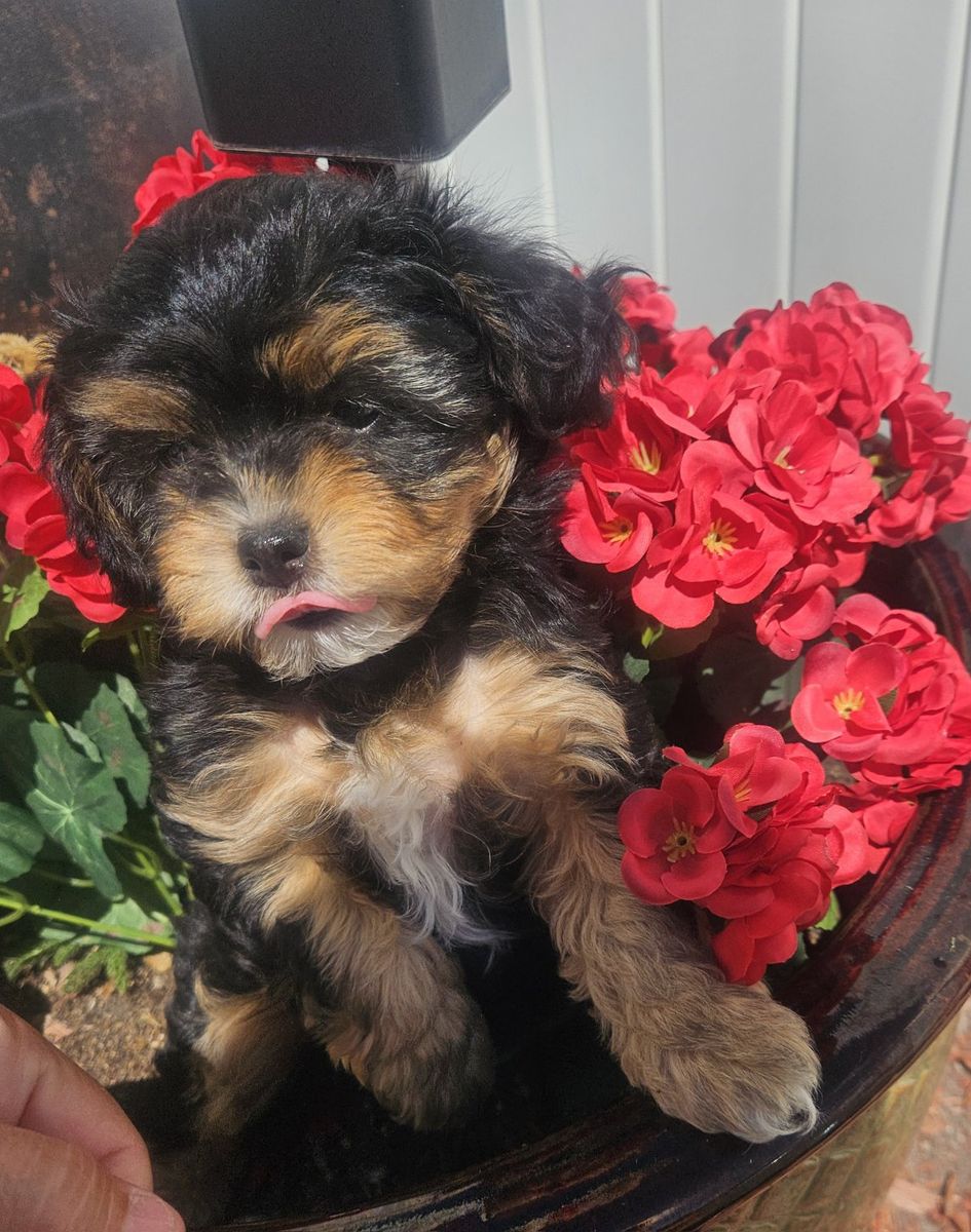 Cavapoo puppies 