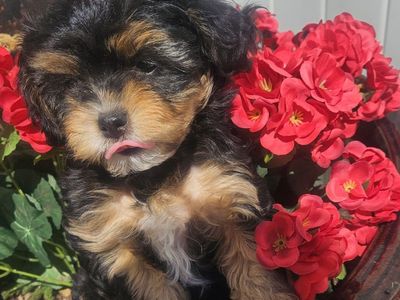 Cavapoo puppies