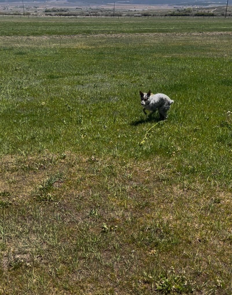 ISO pasture