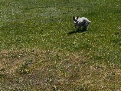 ISO pasture