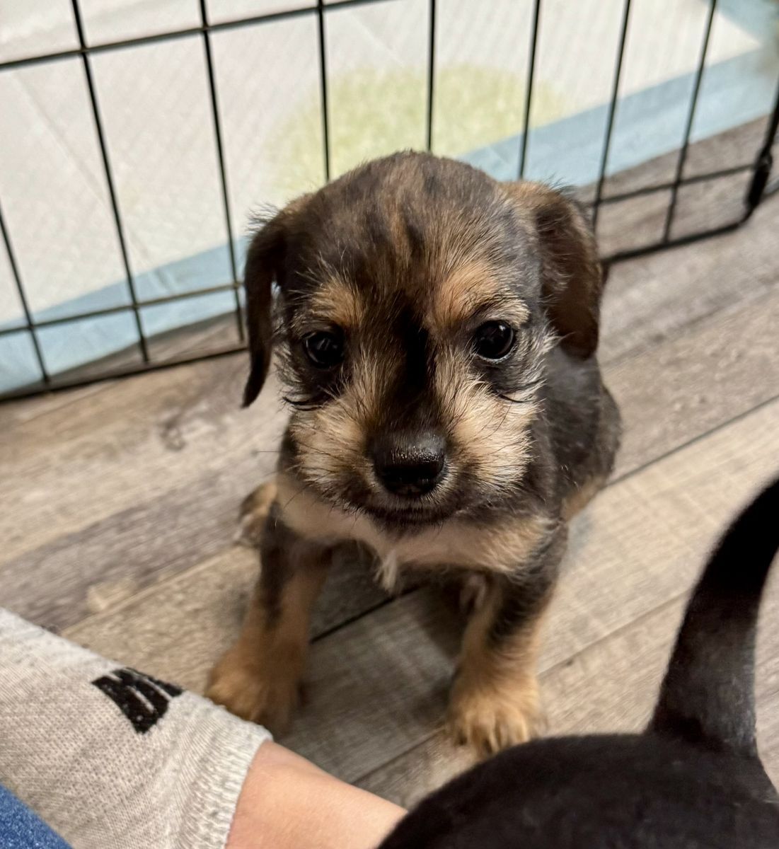 Rare Schnoxie Puppies | Miniature Dachshund x Miniature Schnauzer