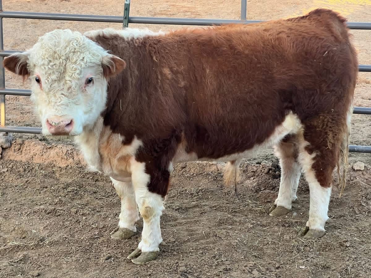 Mini Herford Steer
