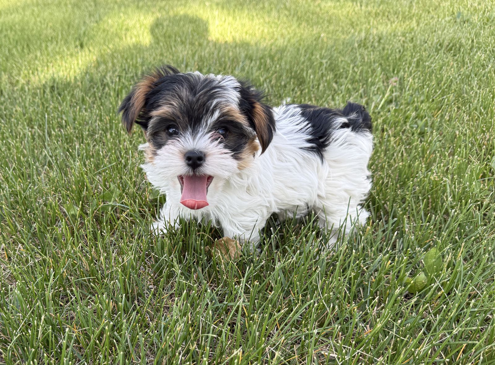 Teacup Yorkie Puppies Pure bred Parti Pups
