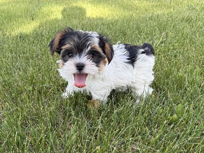 Teacup Yorkie Puppies Pure bred Parti Pups