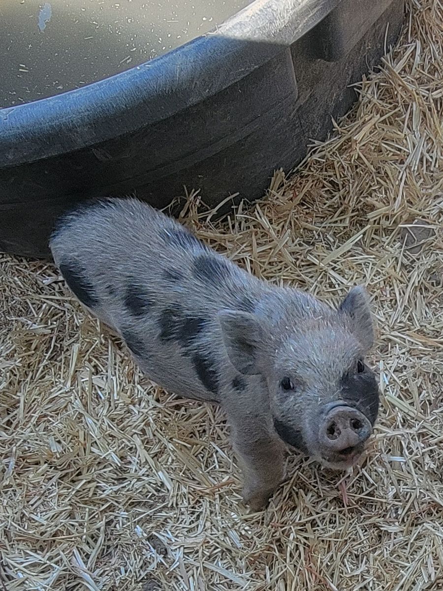Friendly Mini Piglets - Males and Females Available