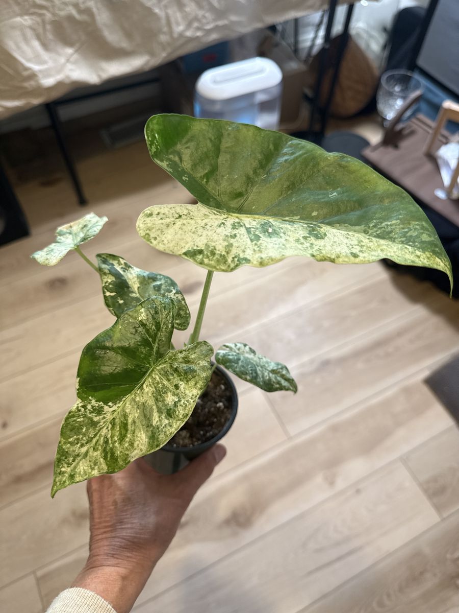 Stunning Variegated Alocasia Odora Batik