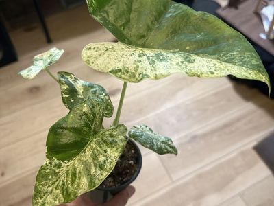 Stunning Variegated Alocasia Odora Batik