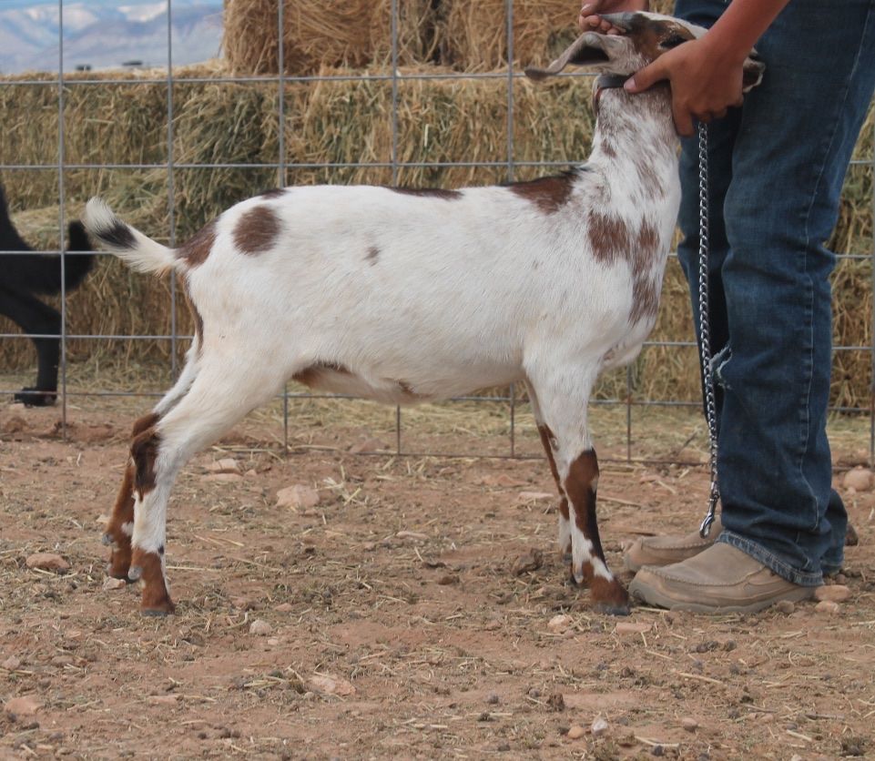 Boer doeling 4 months old