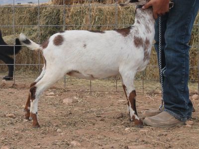 Boer doeling 4 months old