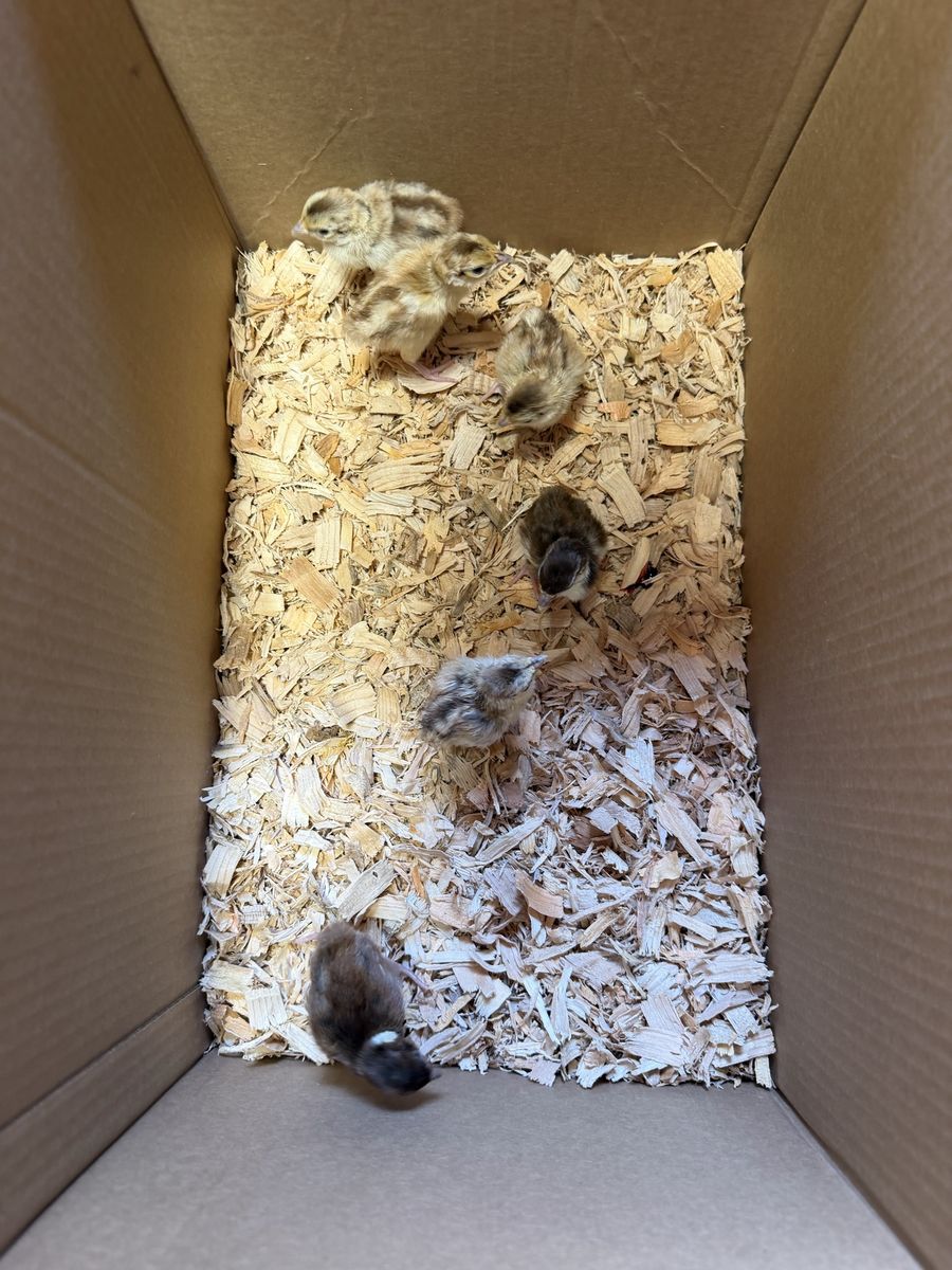 Buff Pheasant Chicks