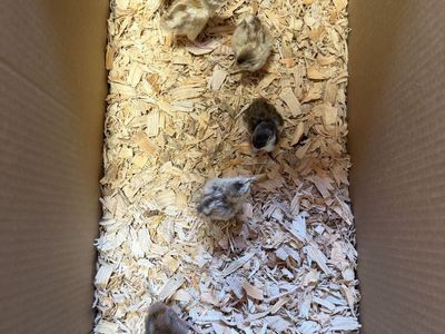 Buff Pheasant Chicks