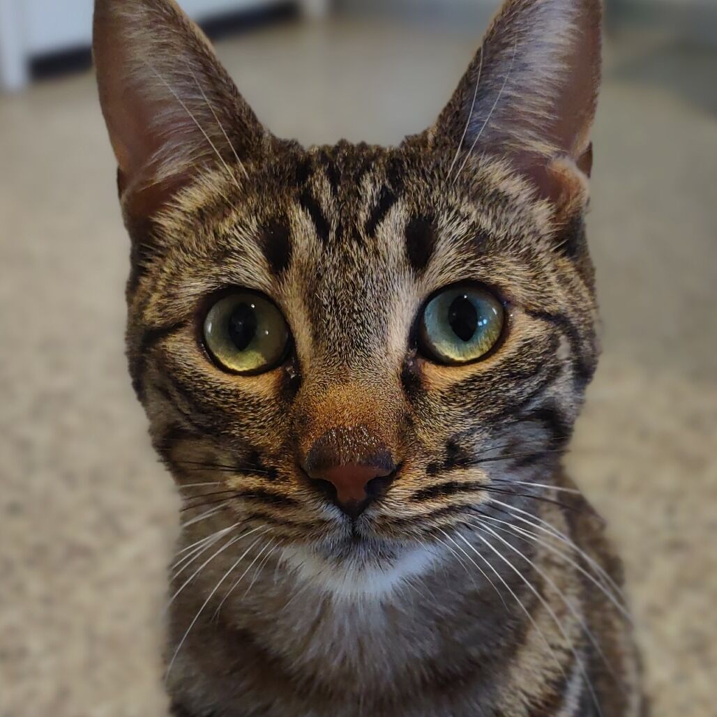 Hello my name is Slurpie