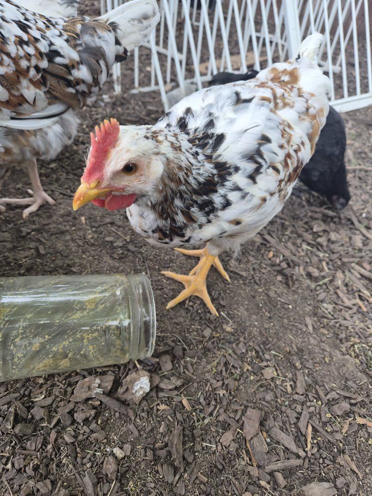 Aloha Rooster Cockerel Chicken