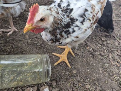 Aloha Rooster Cockerel Chicken