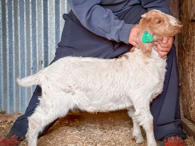 4-H / FFA Boar Show Goats