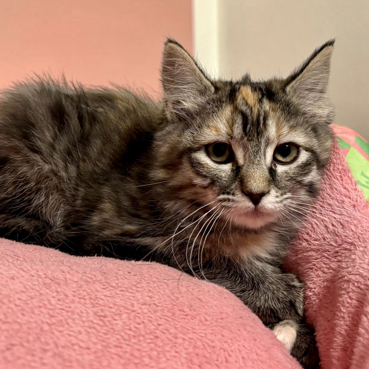 Maine Coon Mix Female Kitten