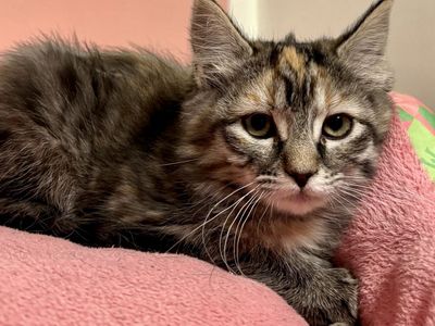 Maine Coon Mix Female Kitten