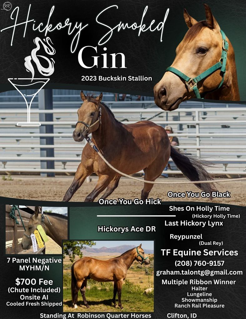 Royally Bred AQHA Stallion At Stud!