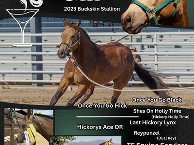 Royally Bred AQHA Stallion At Stud!