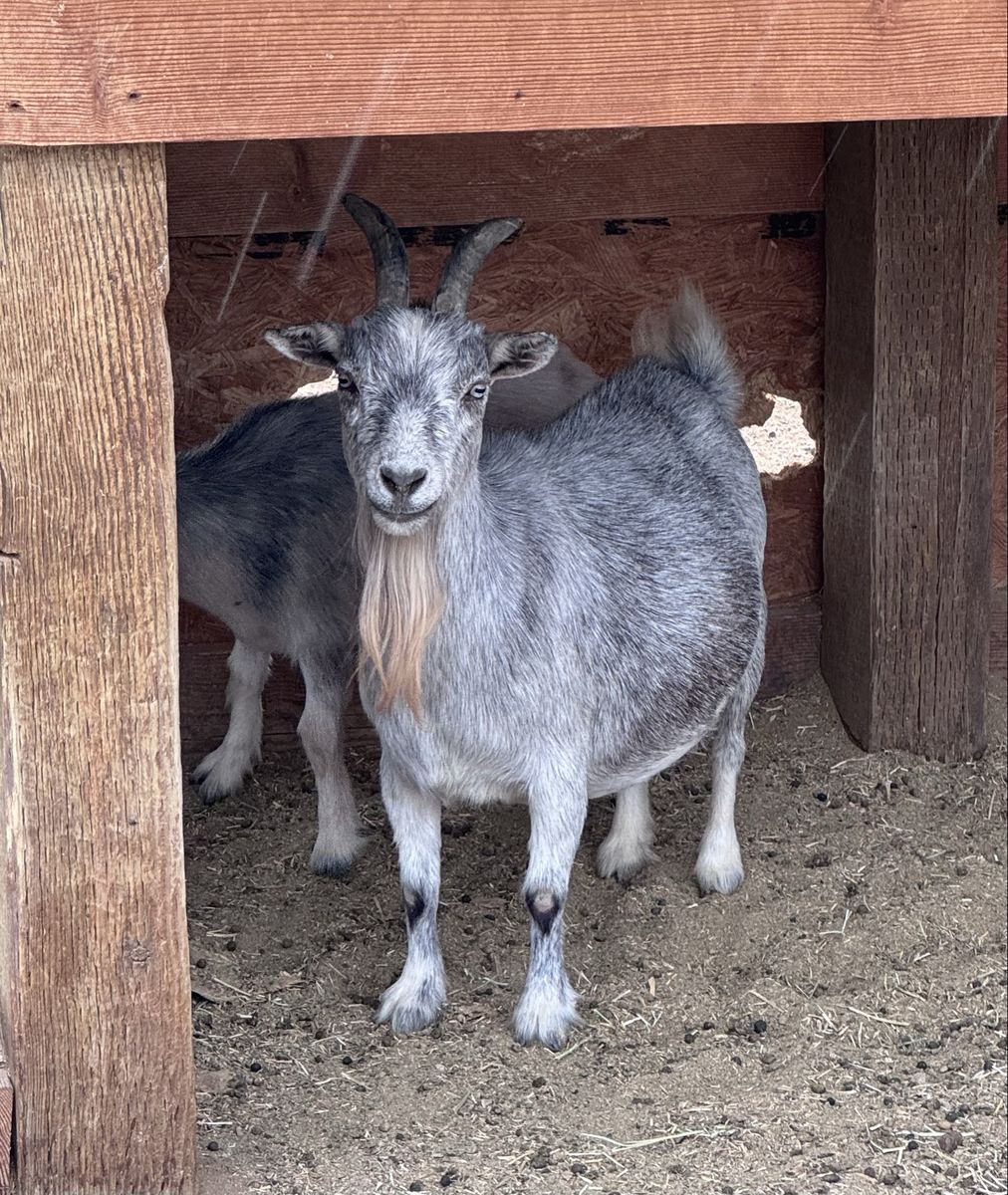 Older Pygmy Doe •Pet Only•