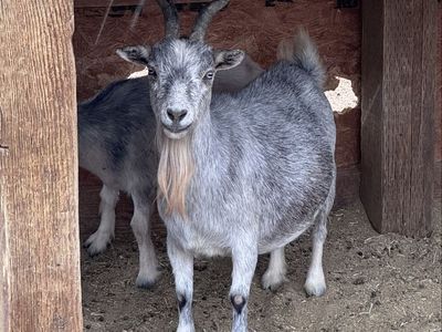 Older Pygmy Doe •Pet Only•