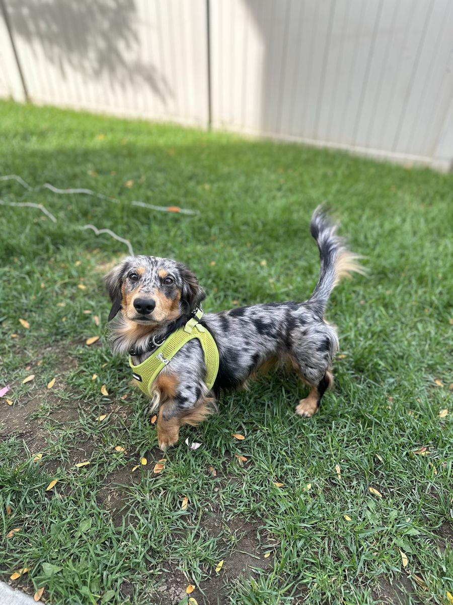 Stud Service mini Longhair Dachshund
