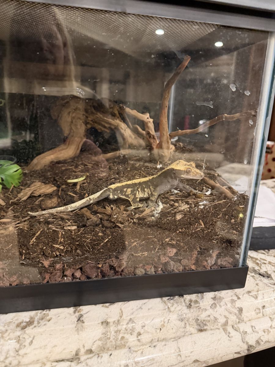 Crested Gecko and Tank