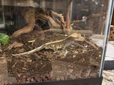 Crested Gecko and Tank