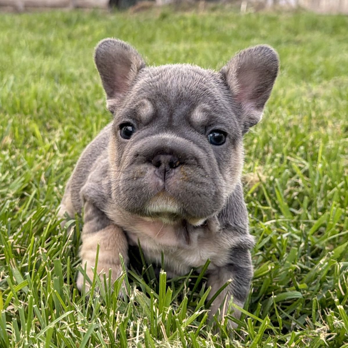 French Bulldog Puppy